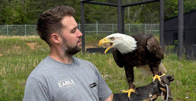 Get An Up-Close Look At Rescued Bald Eagles On This Unique Tennessee Forest Adventure