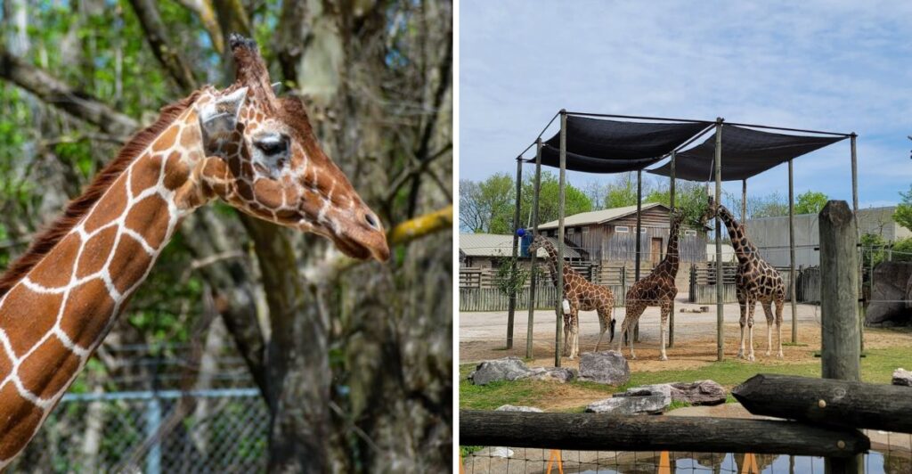 Get Up Close With Towering Giraffes At This Family-Friendly Tennessee Zoo