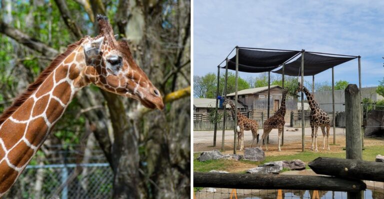 Get Up Close With Towering Giraffes At This Family-Friendly Tennessee Zoo