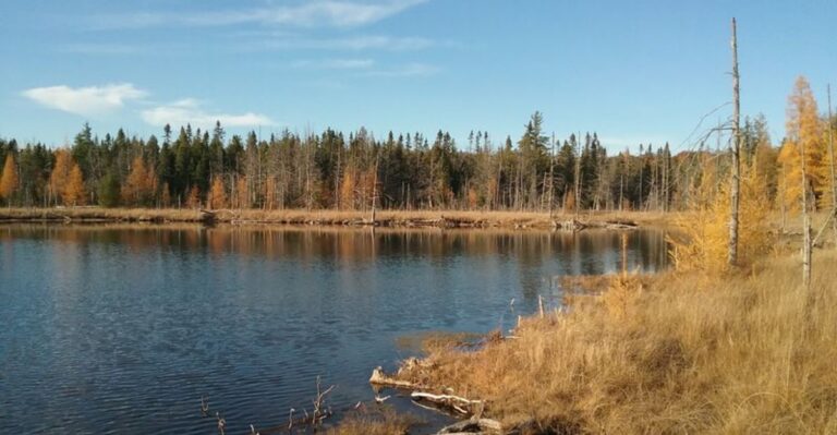 Hear Wild Elk Bugling This Fall In One Of Michigan’s Best Forest Settings