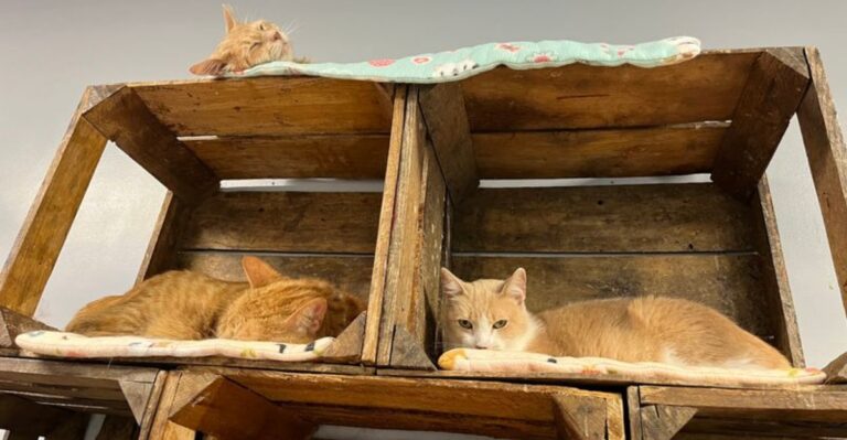 Heartwarming Stories Fill This Michigan Sanctuary For Cats Needing Another Chance