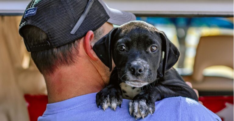 Help Animals In Need At These 10 Tennessee Volunteer Organizations
