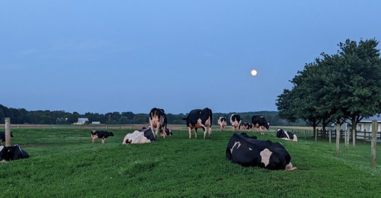 Homemade Ice Cream And Waffle Cones Attract Crowds To This Pennsylvania Dairy Farm