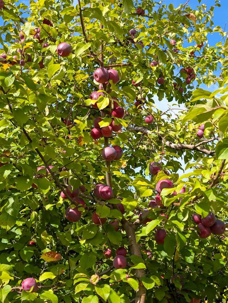Royal Oak Farm Orchard (Harvard)