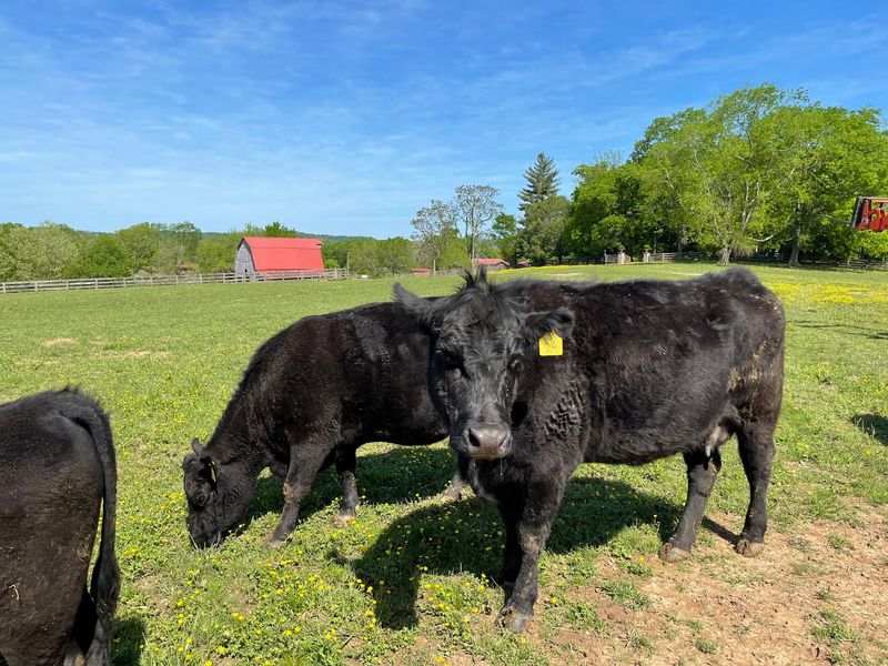 Gentry Farm – Franklin Gentry Farm – Franklin