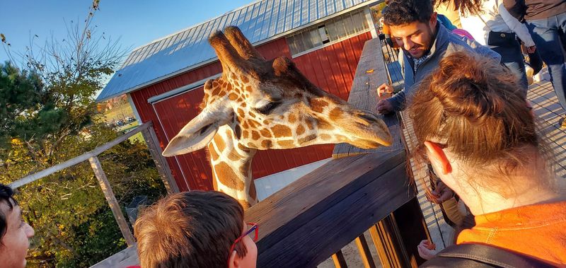 Hand-Feeding a Giraffe in Illinois