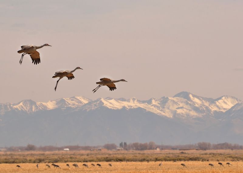 Sandhill Cranes, Fields, and a Landscape With Character Sandhill Cranes, Fields, and a Landscape With Character