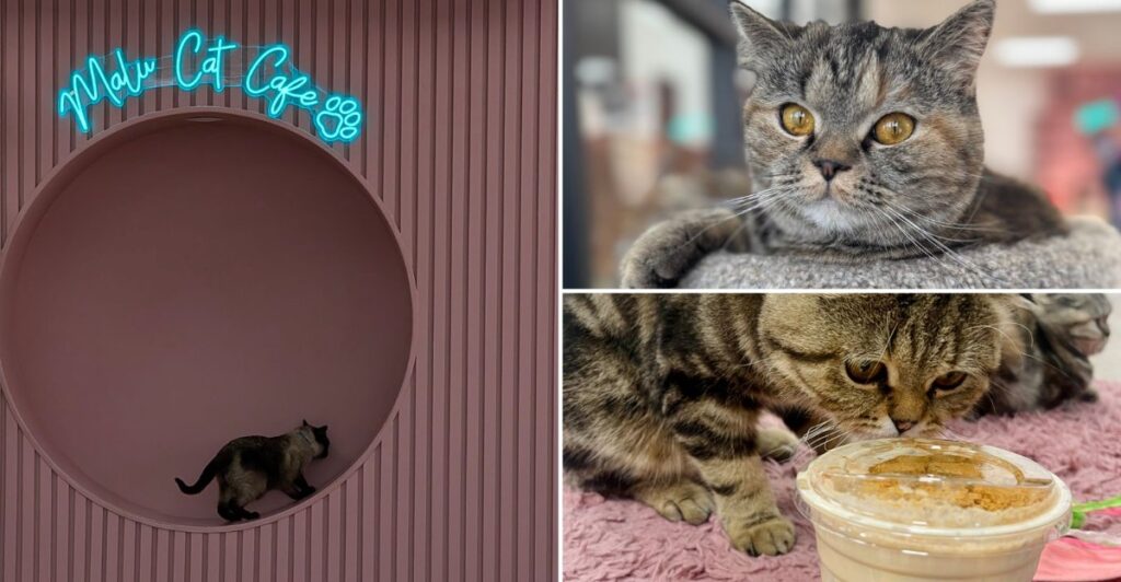 Kittens May Nap On Your Lap While You Drink Coffee At This Michigan Cafe