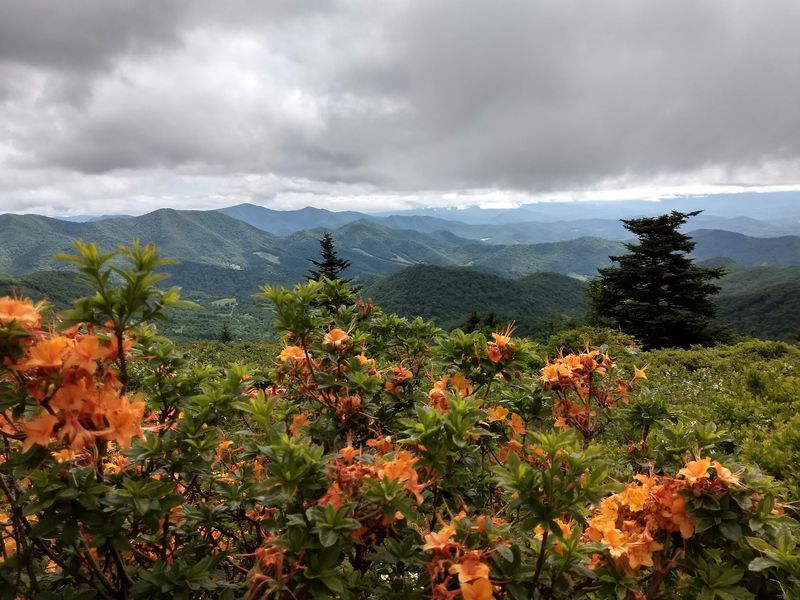 Roan Mountain State Park – Roan Mountain