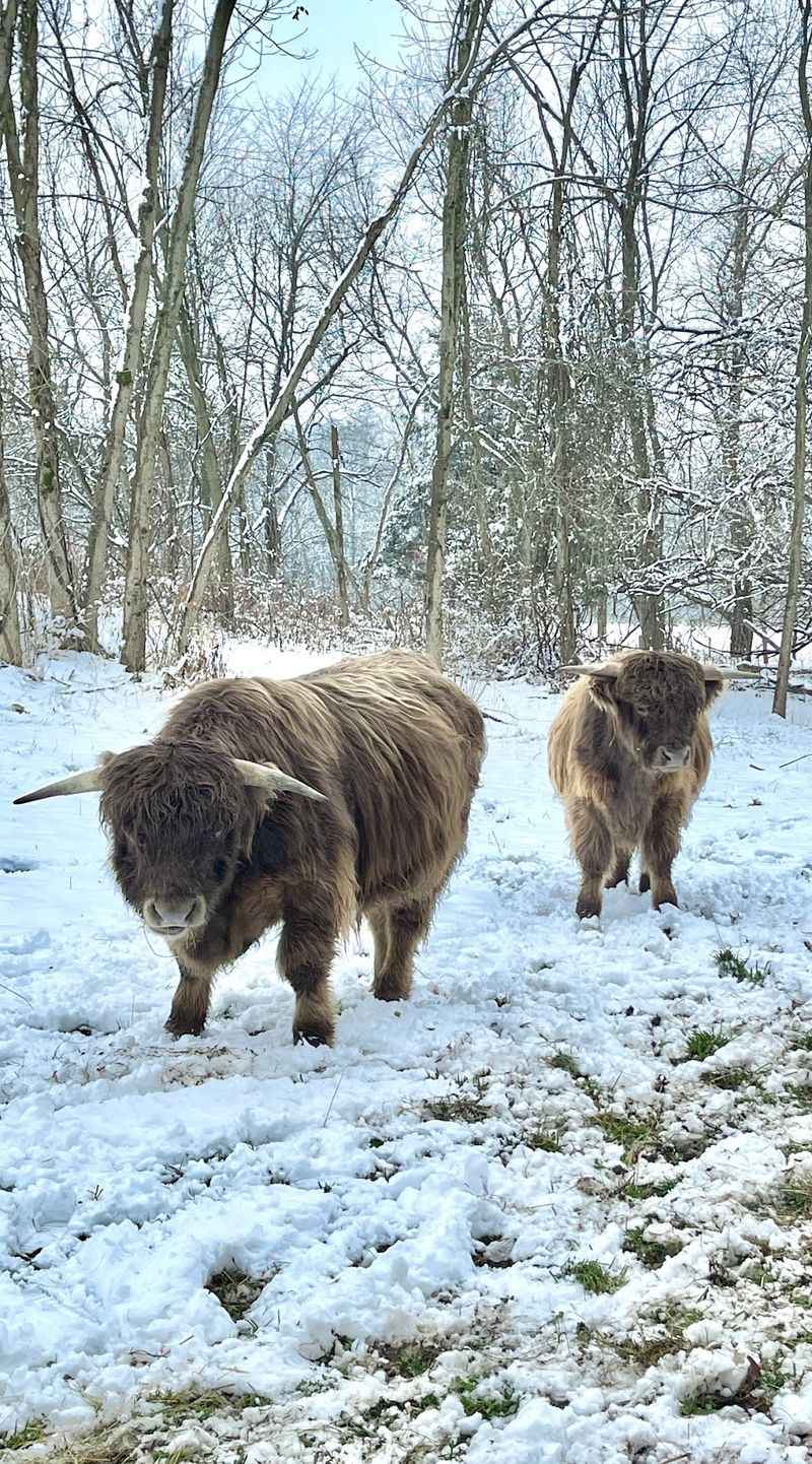 Snowy Coats or Spring Grass: Choosing Your Season