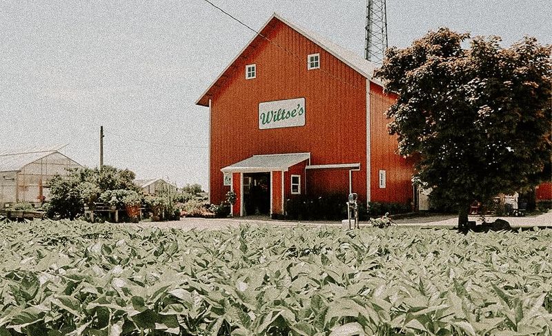 Wiltse’s Farm Produce (Maple Park) Wiltse’s Farm Produce (Maple Park)
