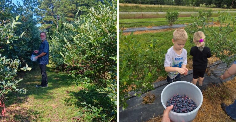 Pick Sweet Berries Straight From The Vine At These 8 Tennessee Farms