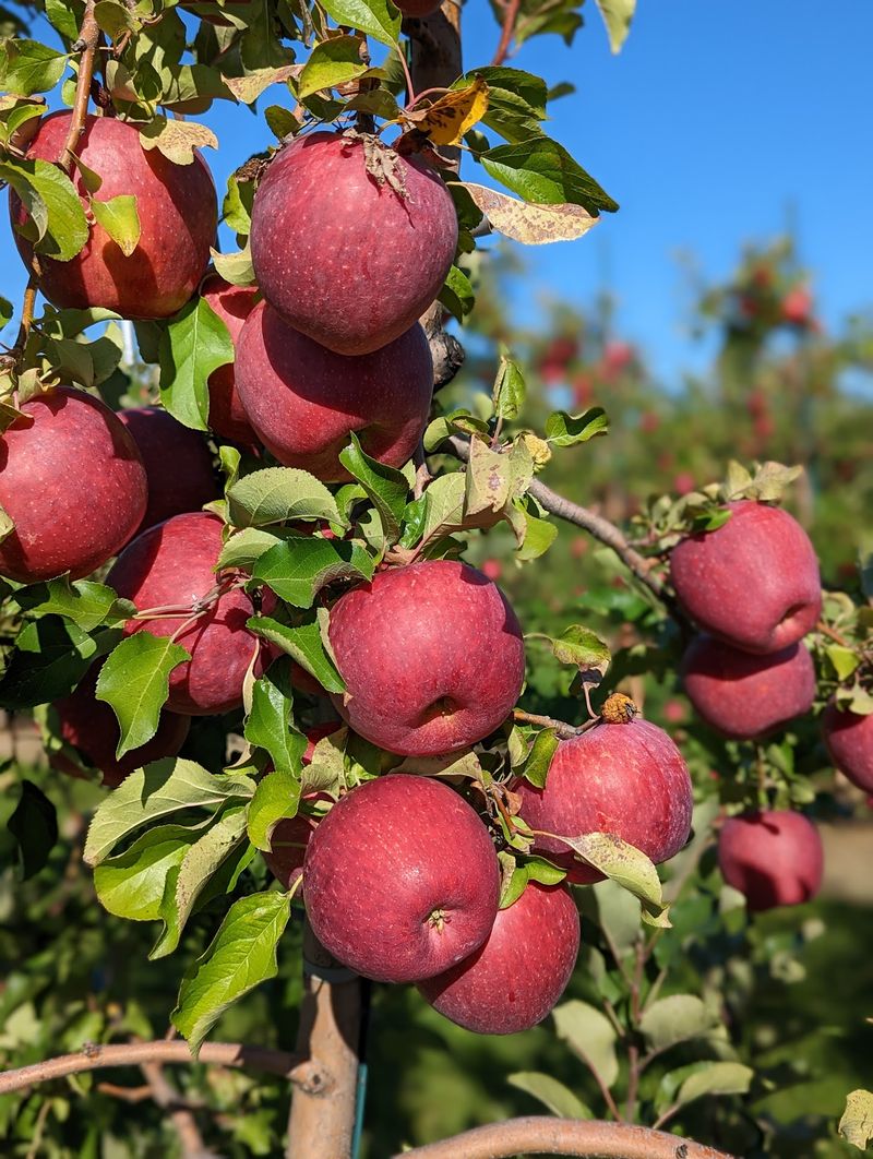 Best Timing for Apples, Crowds, and Cool Air Best Timing for Apples, Crowds, and Cool Air