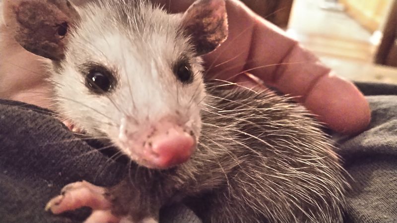 Walden's Puddle Wildlife Rehabilitation and Education Center – Joelton Walden's Puddle Wildlife Rehabilitation and Education Center – Joelton