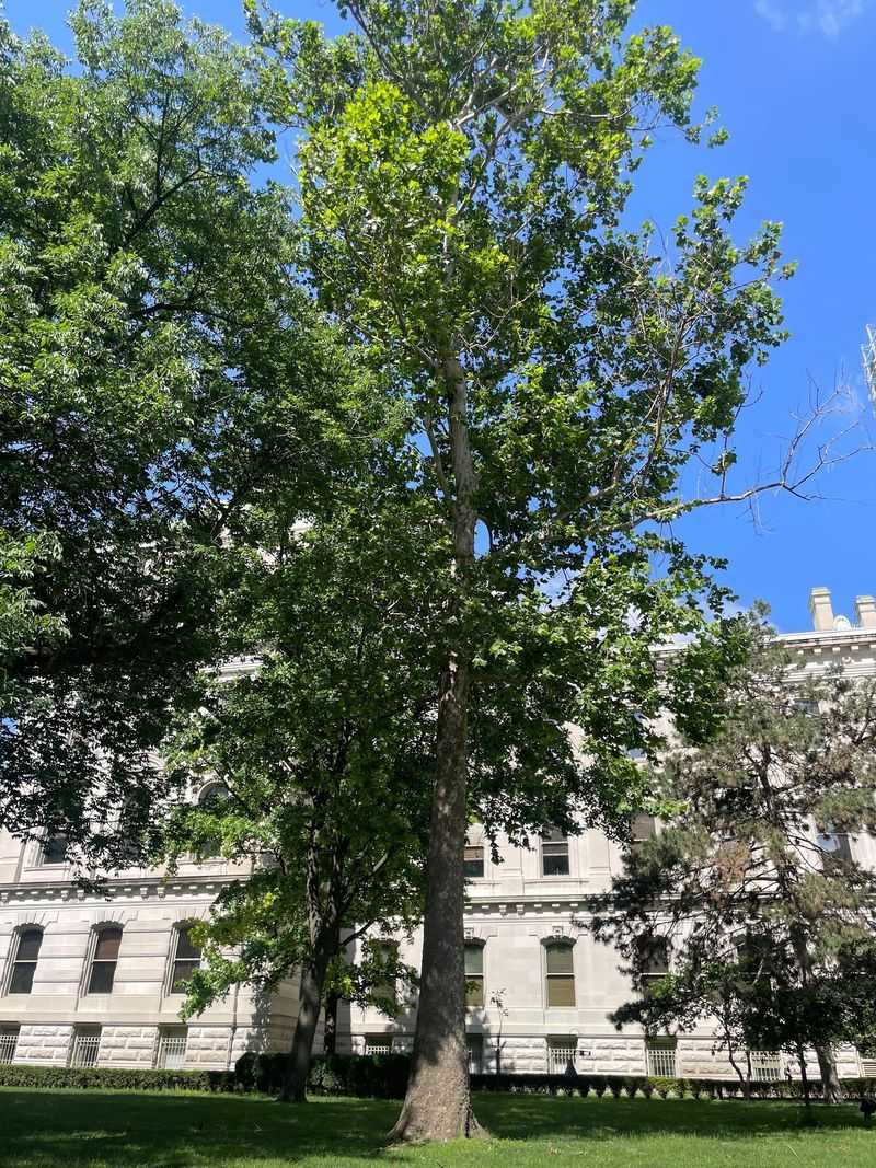 Why an Unmarked Tree Still Stands Out