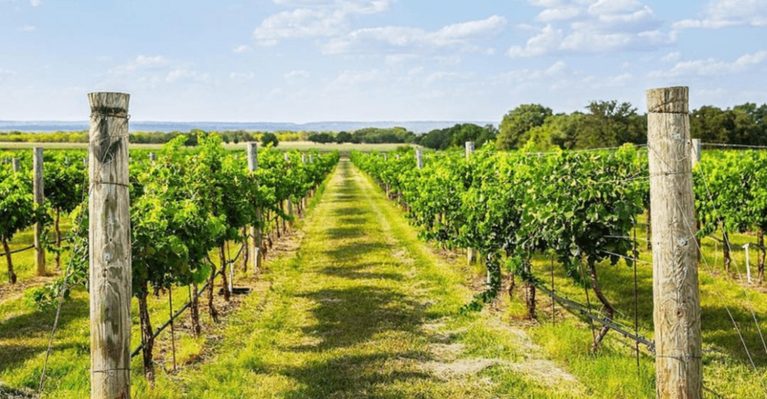 Sip Award-Winning Reds At These 7 Gorgeous Texas Hill Country Wineries