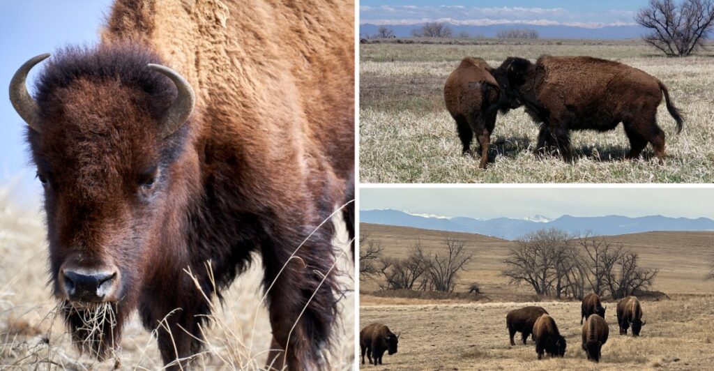 Take This 11-Mile Colorado Wildlife Drive Past Bison Just Outside Denver