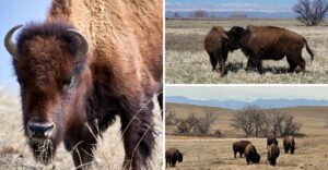 Take This 11-Mile Colorado Wildlife Drive Past Bison Just Outside Denver