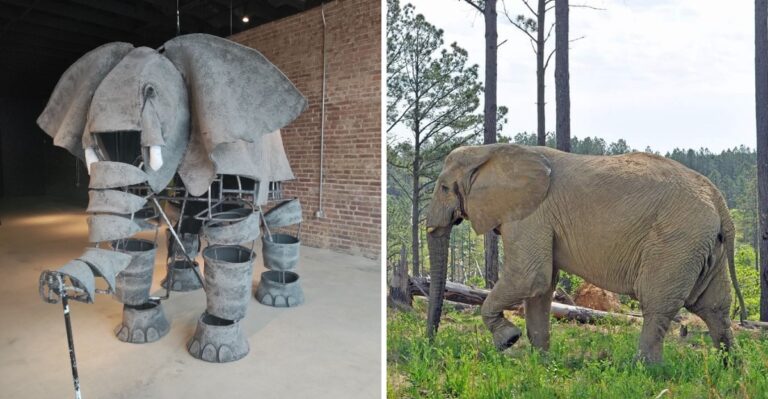 Tennessee Hides A Peaceful Sanctuary Where Rescued Elephants Wander Freely