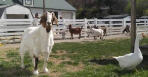 These 10 Charming Pennsylvania Petting Farms Are Worth A Weekend Visit
