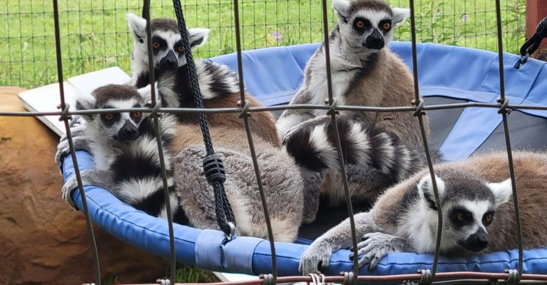 These 10 Texas Lemur Sanctuaries And Wildlife Experiences Are Worth The Trip