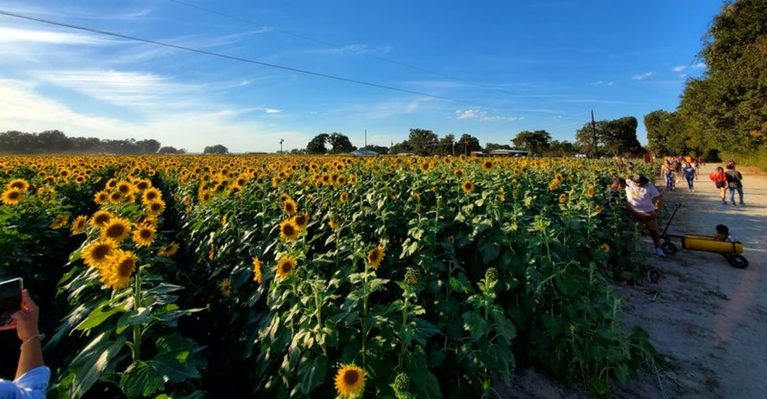 These 10 Texas Sunflower Farms Are The Kind Of Places You’ll Want To Stay All Day