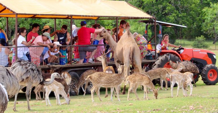 These 13 Texas Safari Experiences Get You Surprisingly Close To Wildlife