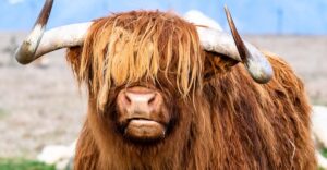 These 8 New Jersey Farms Bring You Face-to-Face With Fluffy Highland Cows