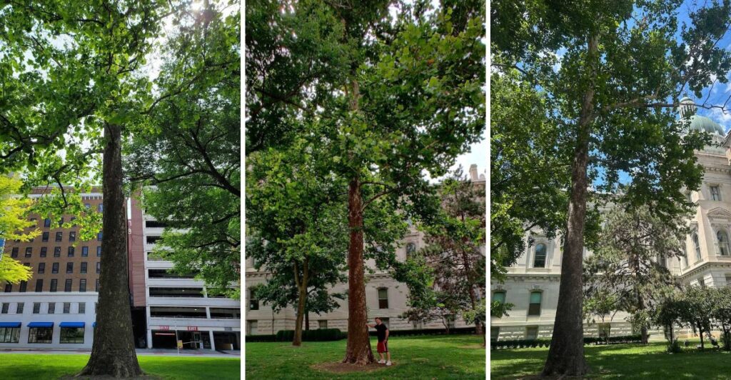 This 50-Year-Old Sycamore Tree Outside the Indiana Statehouse Was Grown From a Seed That Orbited the Moon