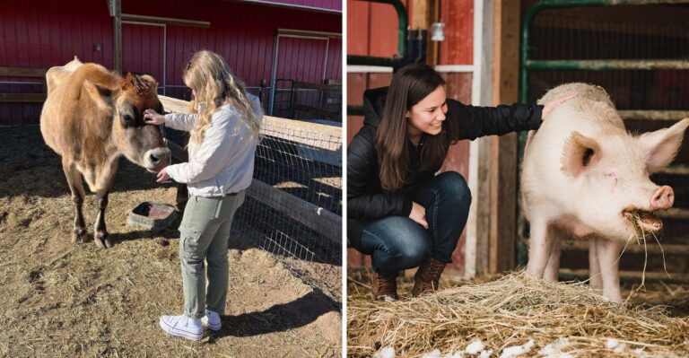 This Colorado Animal Sanctuary Lets You Meet Rescued Cows and Pigs on a Peaceful Fall Escape