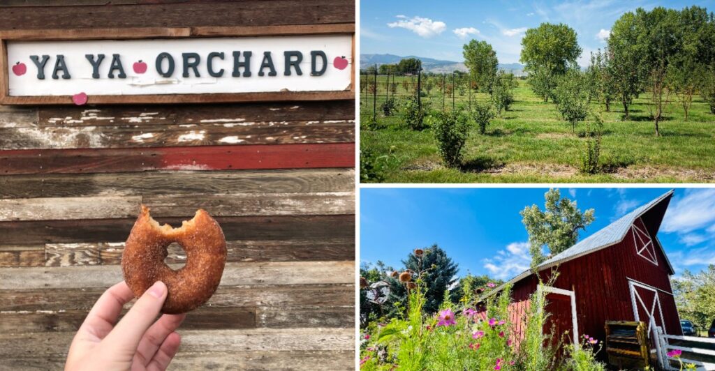 This Colorado Apple Orchard Makes Cider Donuts People Drive Miles For