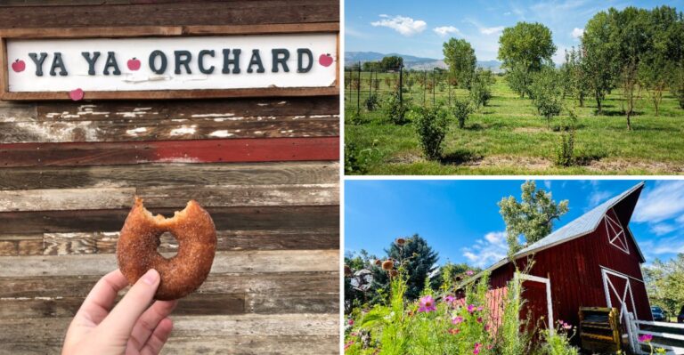This Colorado Apple Orchard Makes Cider Donuts People Drive Miles For