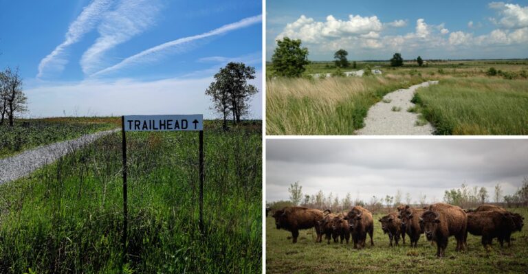 This Hidden Indiana Preserve Becomes a Monarch Butterfly Haven for Just a Few Weeks Each Fall