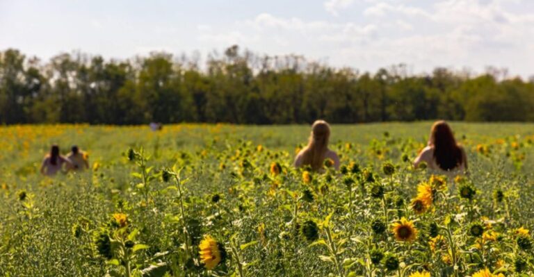 This Hidden Sunflower Festival In Pennsylvania Is The Perfect Late Summer Getaway For Families And Flower Lovers