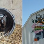 This Magical Indiana Animal Sanctuary Has Saved 250+ Abused Animals You Can Meet in Person