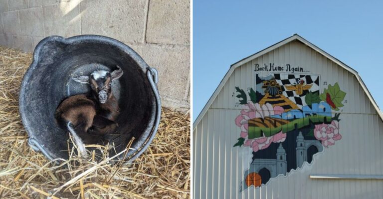 This Magical Indiana Animal Sanctuary Has Saved 250+ Abused Animals You Can Meet in Person
