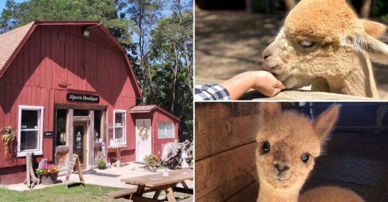 This Michigan Farm In Frankfort Lets You Feed 70 Alpacas With Crystal Lake Views