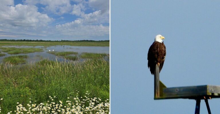 This Michigan Marsh Offers A Quiet Fall Outing With A Chance To See Bald Eagles