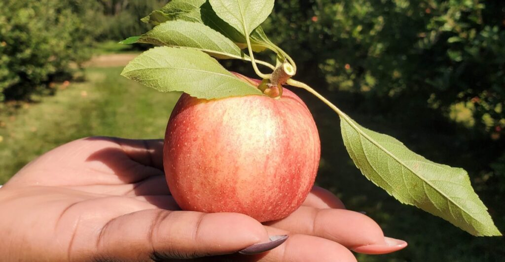 This New Jersey Orchard Makes Apple Picking an All-Day Fall Outing