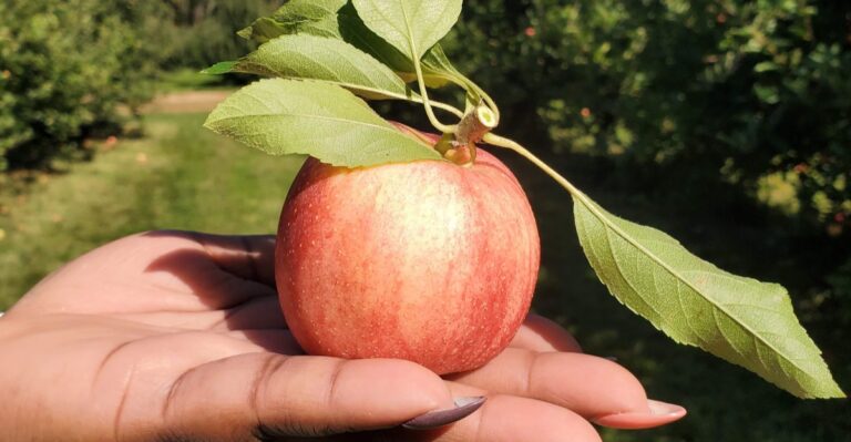 This New Jersey Orchard Makes Apple Picking an All-Day Fall Outing