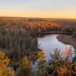 This Northern Michigan Forest Is One Of The Best Places To Spot Black Bears This Fall