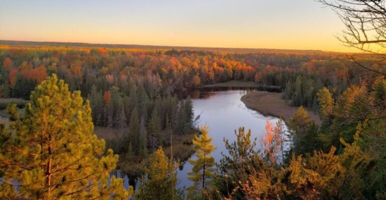 This Northern Michigan Forest Is One Of The Best Places To Spot Black Bears This Fall