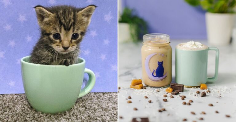 This Old Town Lansing Cafe Lets You Grab A Coffee And Spend Time With Adoptable Cats