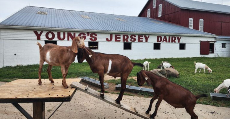 This Rural Ohio Dairy Farm With Adorable Cows Makes Ice Cream People Travel Hours To Try