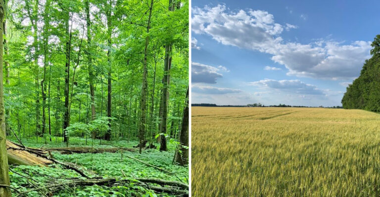 This Untouched Pre-Settlement Indiana Forest Is Filled With 200-Year-Old Giant Trees