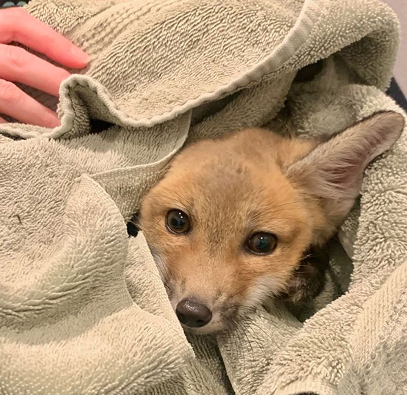 Harmony Wildlife Rehabilitation Center – Nashville Harmony Wildlife Rehabilitation Center – Nashville