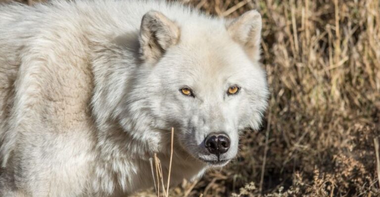 Visit a Remote Colorado Wolf Sanctuary and Meet the Wolf-Dogs Who Call It Home