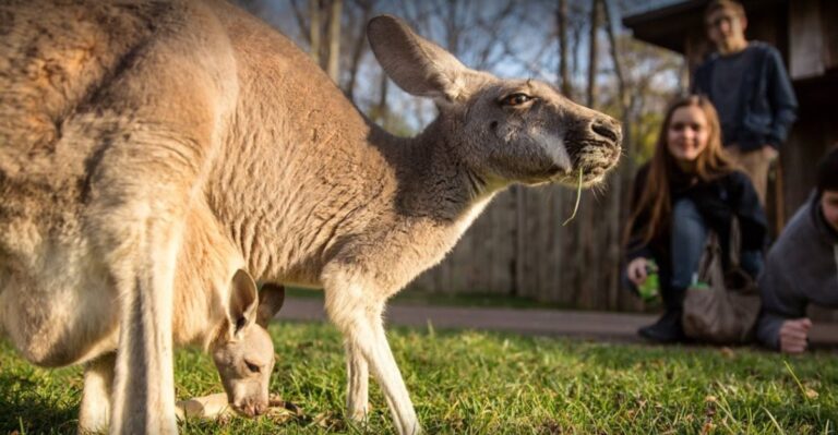 Volunteer, Learn, And Make A Difference At These 10 Tennessee Wildlife Programs