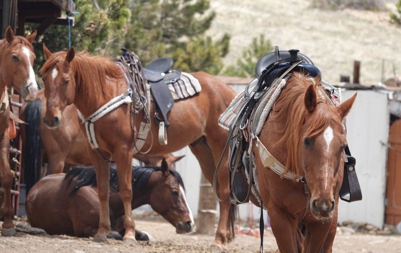 A Laid-Back Stable With A Little Extra Charm A Laid-Back Stable With A Little Extra Charm