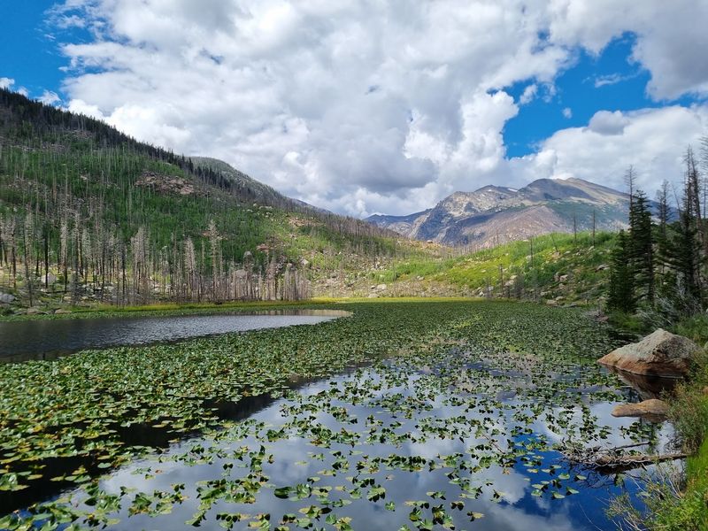 Lake Views, Willows, and Surprise Wildlife Lake Views, Willows, and Surprise Wildlife
